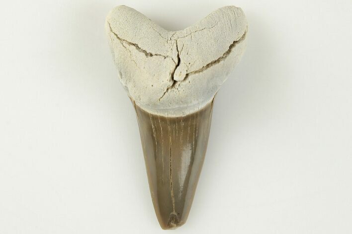 Cretaceous Ginsu Shark (Cretoxyrhina) Tooth - Kansas #203308